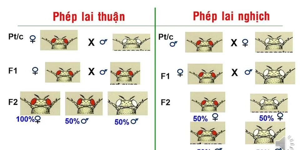 Bộ nhiễm sắc thể ở tế bào có mặt trong sự hình thành giao tử đực ở thực