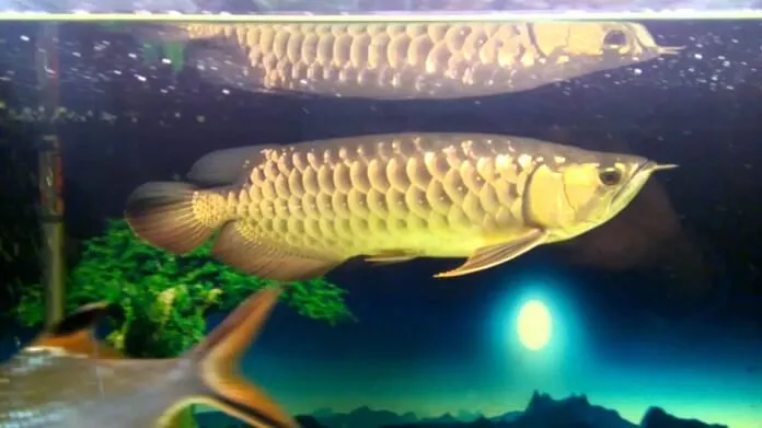 Cá rồng Gold Based