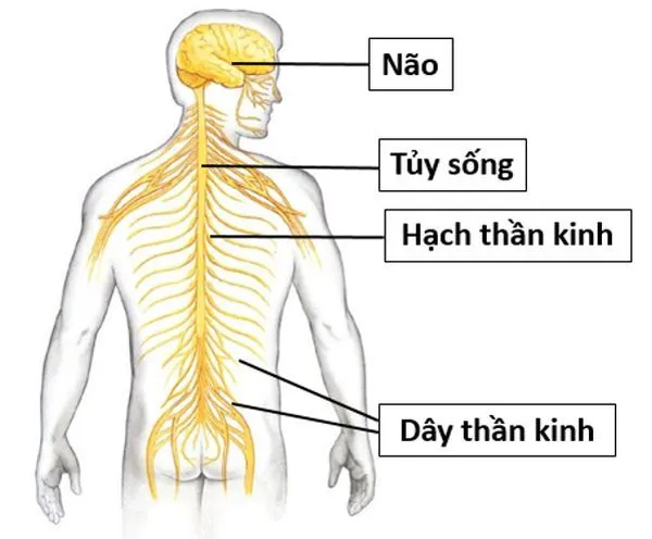 Hệ thần kinh