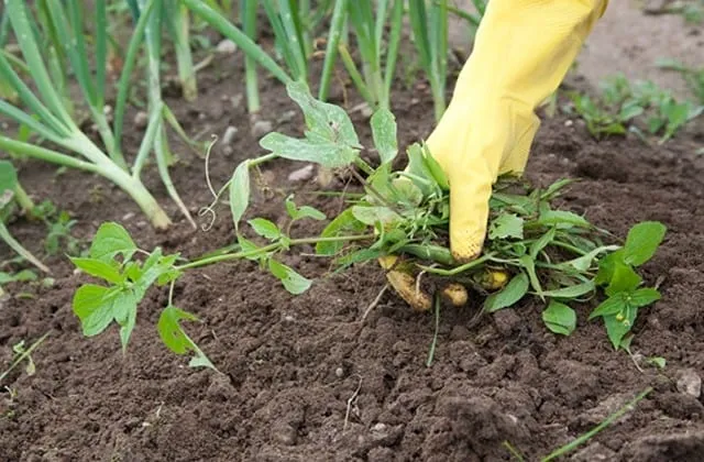 Nhặt sạch cỏ sau mỗi vụ thu hoạch rau