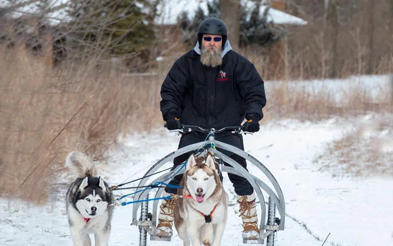 cách huấn luyện chó husky tại nhà