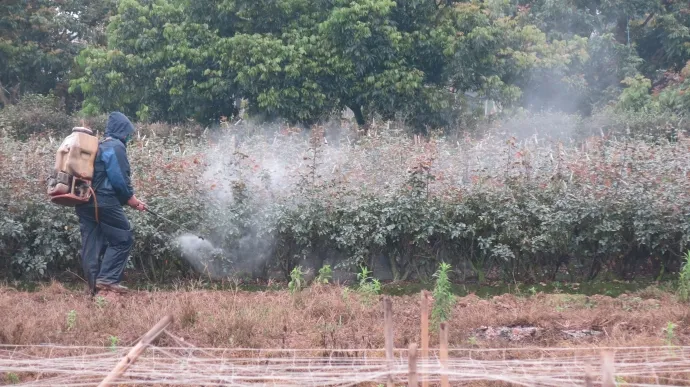 Phun thuốc phòng trừ sâu bệnh