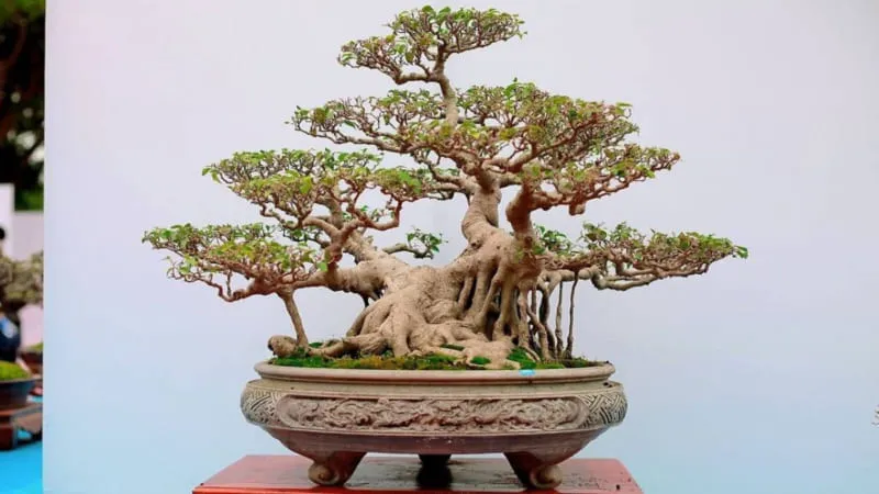 Cay Bonsai Dep 800x450