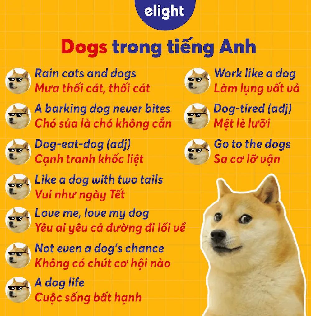 thành ngữ tiếng Anh với từ dog