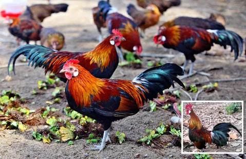 Kỹ thuật nhận dạng gà rừng thuần chủng, mua bán gà rừng giống, trang trại gà rừng giống, trang trại đàn gà rừng