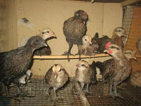 đàn gà rừng, Kỹ thuật nhận dạng gà rừng thuần chủng, mua bán gà rừng giống, trang trại gà rừng giống 