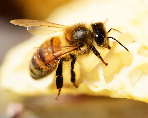 ong ruồi ăn gì