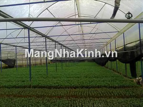 Ánh sáng và chiếu sáng cho cây trồng trong nhà kính