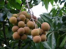 longan.