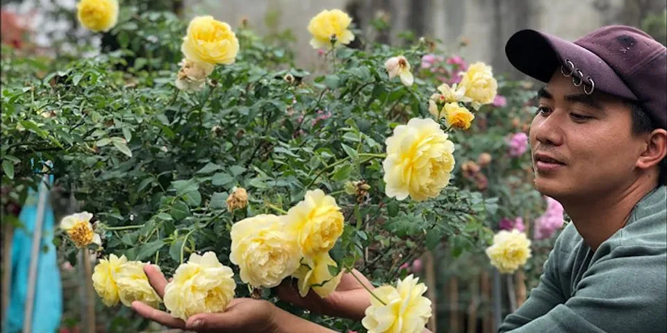 Cách cho hoa hồng ra nhiều hoa