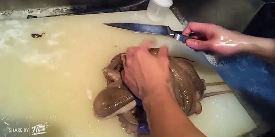 Cách nấu bạch tuộc mềm