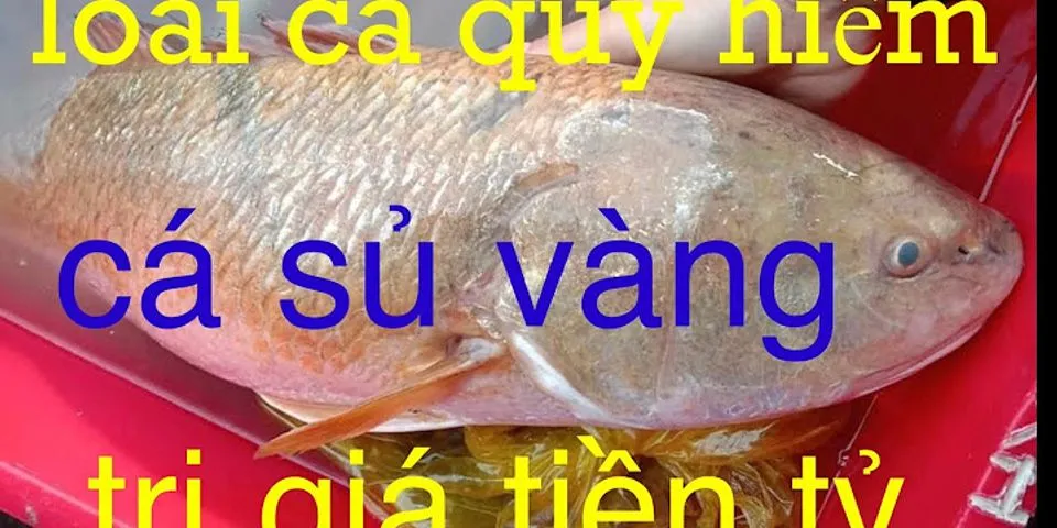 Cách nhận biết cá sủ vàng