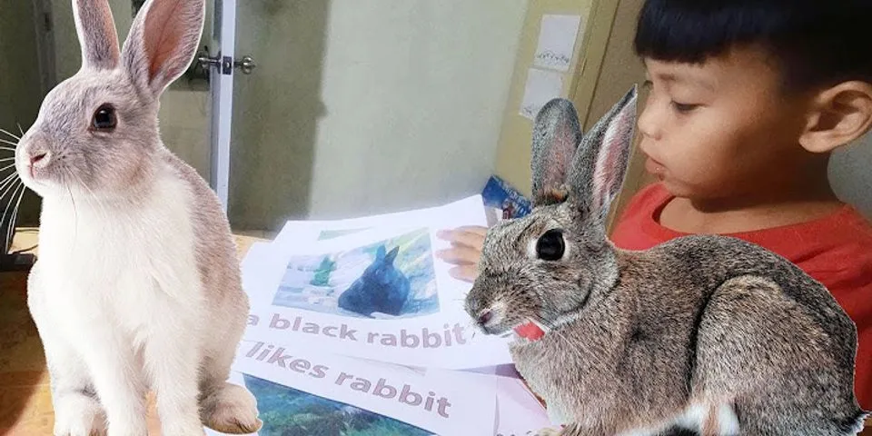 Con thỏ trong tiếng Anh gọi là gì