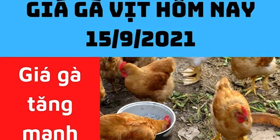 Giá gà thịt hôm nay tại Hà Nội