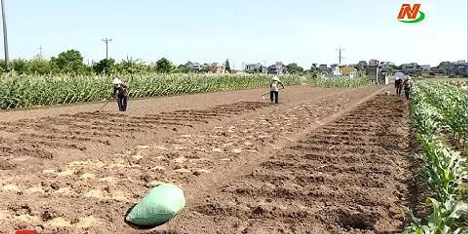 Kinh nghiệm trồng khoai tây