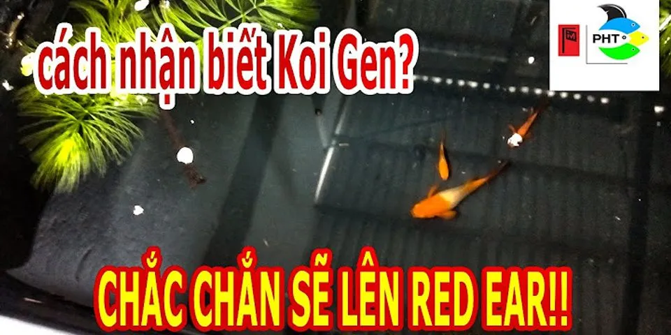 Koi gen ear là gì