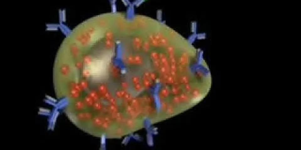 Tế bào lympho là gì