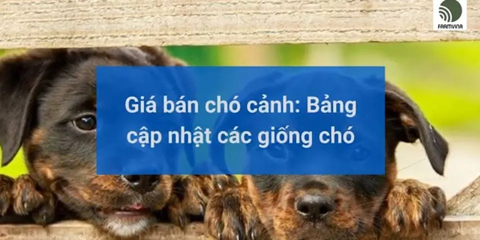 Thị trường chó cảnh Việt Nam