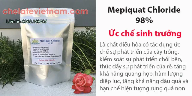 Bán Mepiquat Chloride chất ức chế sinh trưởng, kiểm soát chiều cao, tăng năng suất