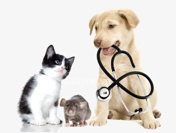 chích ngừa cho mèo giúp tăng khả năng miễn dịch